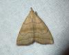 Herminia tarsicrinalis